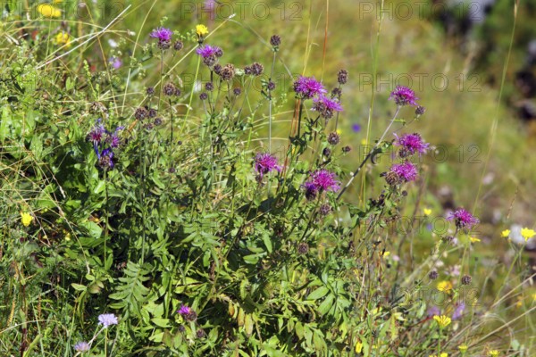 Centaurea scabiosa ssp. alpestris, Scabiosa knapweed