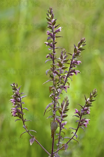 Odontites vulgaris, Red Bartsia, Red Bartsia