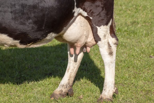 An image of a cow in the green grass