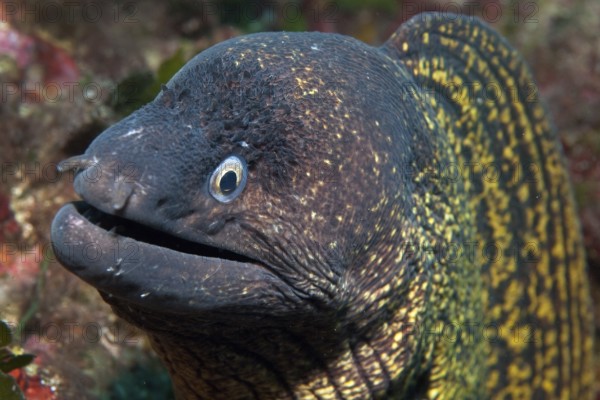 Portrait close-up of head of predatory fish mediterranean moray (Muraena helena) stretching towards