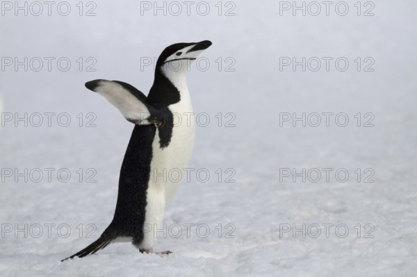 Chinstrap penguin in the snow in Antarctica, (Pygoscelis antarktika), Antarctica