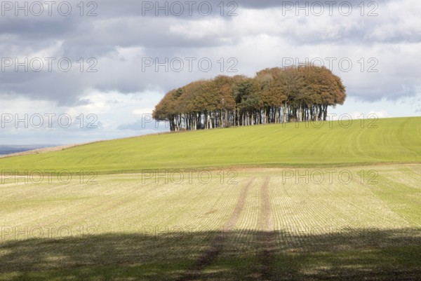 Beech copse on chalk scarp slope landscape on Ridgeway, west of Hackpen Hill, Broad Hinton,