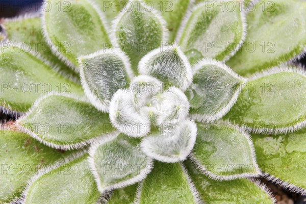 Beautiful succulent plant in greenhouse. Closeup, floral patterns, selective focus