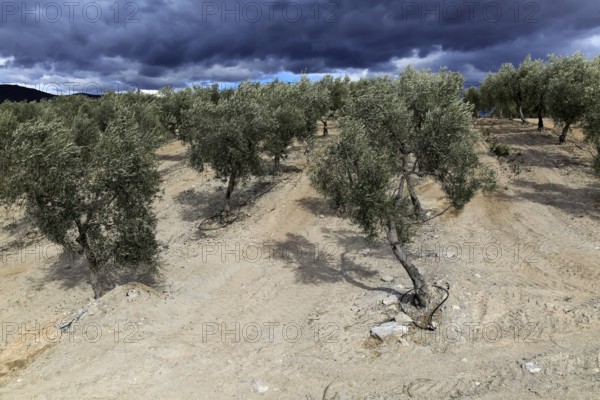 Landscape of dramatic storm clouds over olive trees, Uleila del Campo, Almeria, Spain, Europe