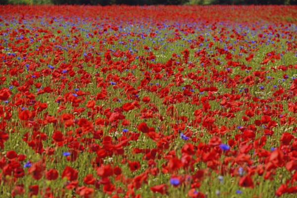 Europe, Germany, Mecklenburg-Western Pomerania, Poppy field near Göhren-Lebbin, Göhren-Lebbin,