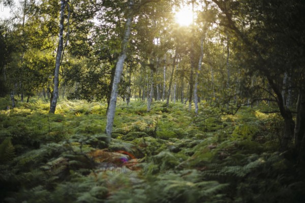 The sun rises shortly after sunrise in a forest densely overgrown with ferns near Born am Darß.