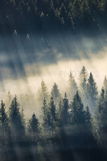 Fog and forest in Oberägeri in the canton of Zug, Switzerland, Europe