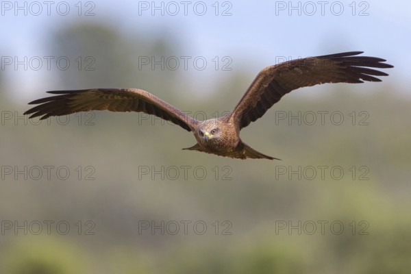 Black kite (Milvus migrans), flight photo, blue sky, Hides De Calera / Steppe Raptors, Nussloch,