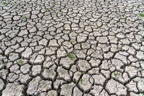 Dry ground, cracked, dried-up riverbed, in a branch of the Rhine, near Duisburg