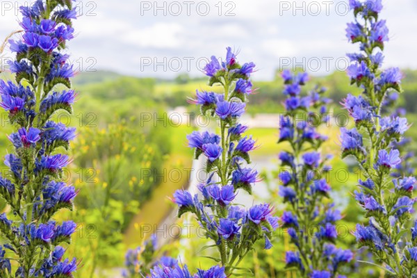 Echium vulgare also known as Viper's bugloss is a wild plant native to Europe, Viper's bugloss,