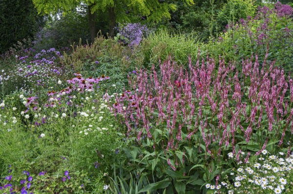 A lush garden with a variety of blooming flowers and green trees, dominated by pink flowers, North