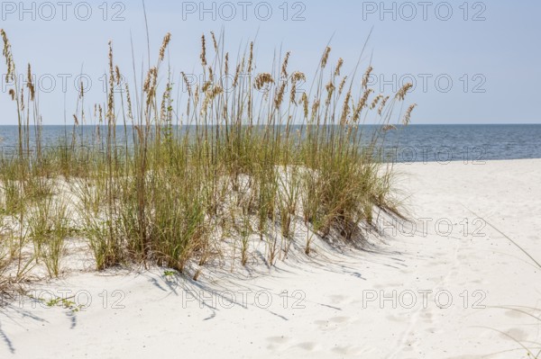 Sea oats provide erosion control on man made sand beach on the Gulf of Mexico at Gulfport and