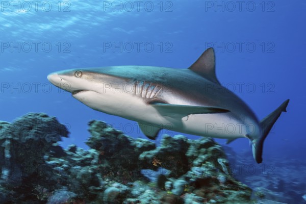 Female Grey reef shark (Carcharhinus amblyrhynchos) swimming fast over coral reef of stony corals