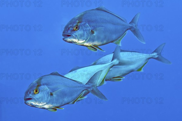 Four specimens of Allied kingfish (Seriola dumerili), Mediterranean Sea