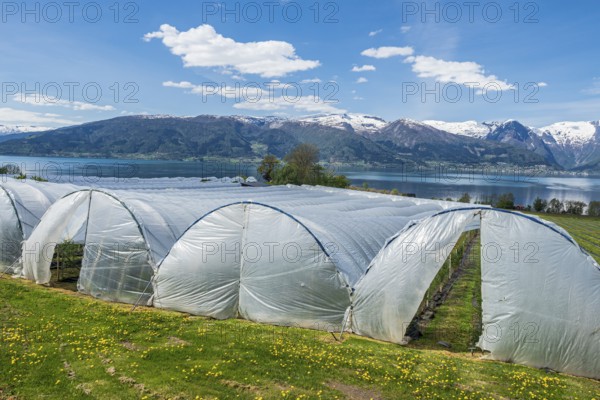 Sognefjord at Vangsnes, fruit-growing under plastic, view to the north bank of the Sognefjords,