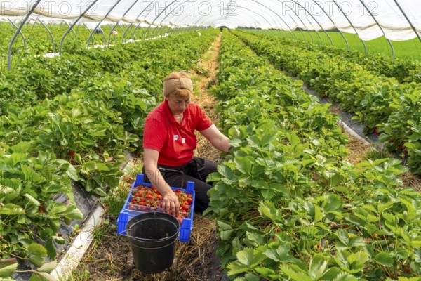 Harvesting strawberries, harvest helper, strawberry cultivation in the open field, under a foil