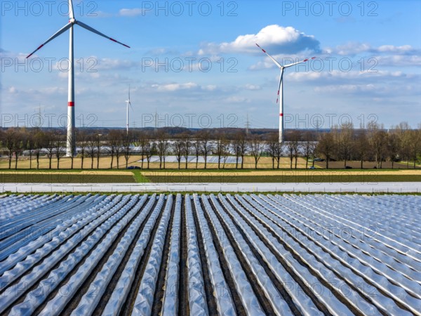Asparagus fields, asparagus stems under foil, for faster growth, in the background foil greenhouses