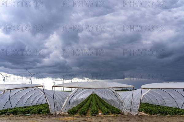 Agriculture, large areas with foil tunnels, for the cultivation of strawberries, wind farm, south