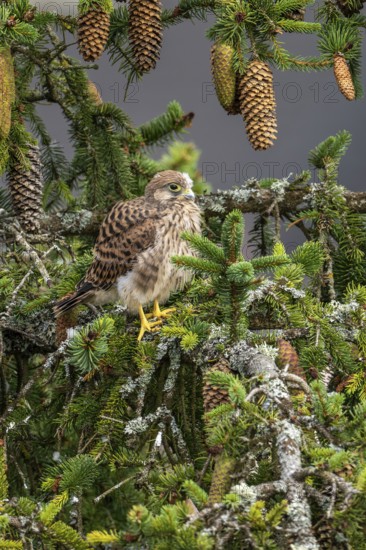 Common kestrel (Falco tinnunculus), a young bird not yet able to fly sitting on a branch outside