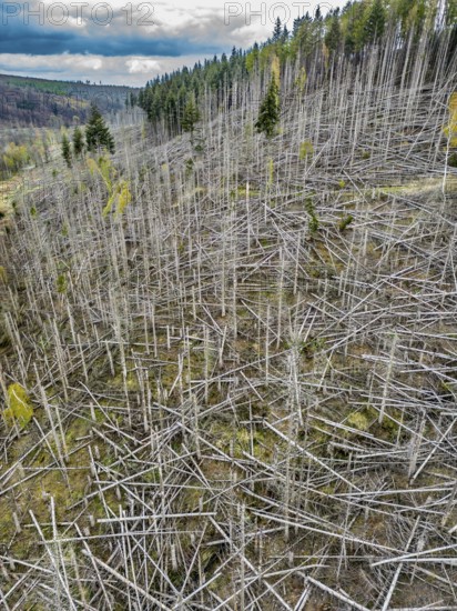 Dead spruce trees, broken by wind, lying wildly in disarray, forest dieback in the Arnsberg Forest