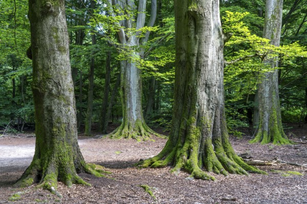 Giant beech trees in the Sababurg primeval forest, also known as the Reinhardswald primeval forest,