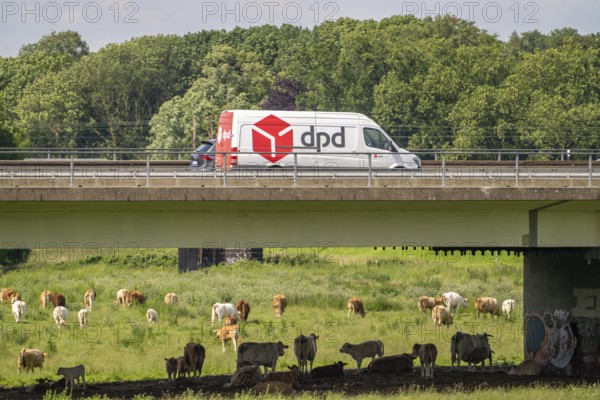 Lorry on the A40 motorway, bridge over the Ruhr and Styrumer Ruhrauen, herd of cattle, dairy cows