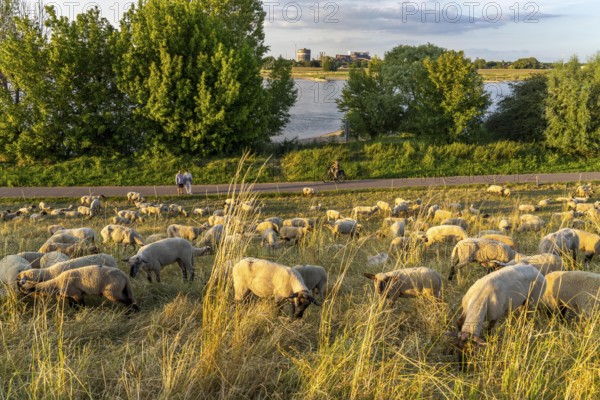 Flock of sheep on the dyke of the Rhine meadows near Duisburg-Baerl, on the other side of the Rhine