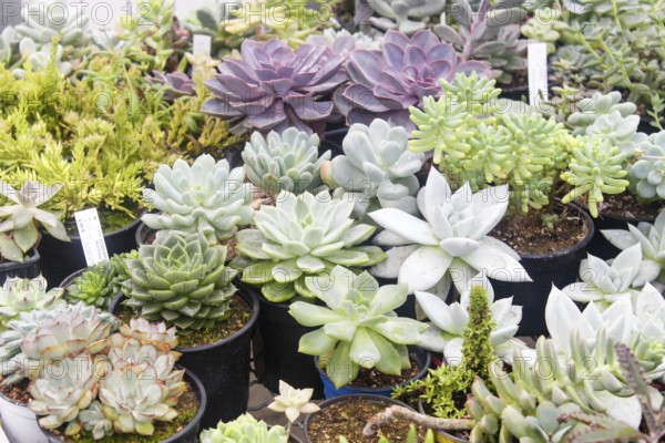 Various types of succulent in flower pots in the greenhouse. Closeup, selective focus