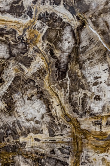 Fossil of sequoia (Sequoioideae), Miocene, structure, abstract, pattern, texture, nature, science,