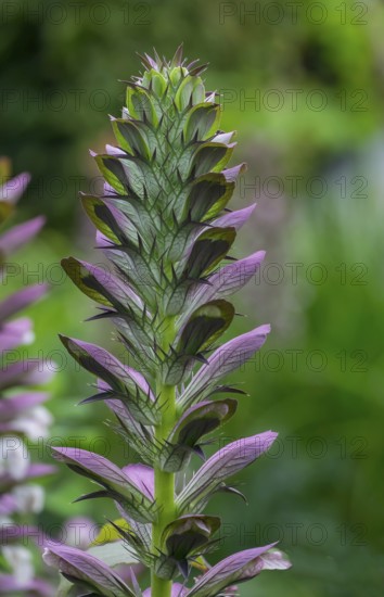 Sea dock (Acanthus mollis), North Rhine-Westphalia, Germany, Europe