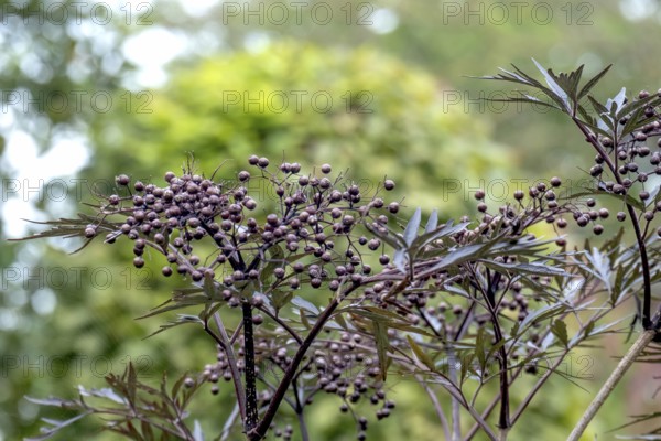 Black elderberry (Sambucus nigra BLACK LACE), North Rhine-Westphalia, Germany, Europe
