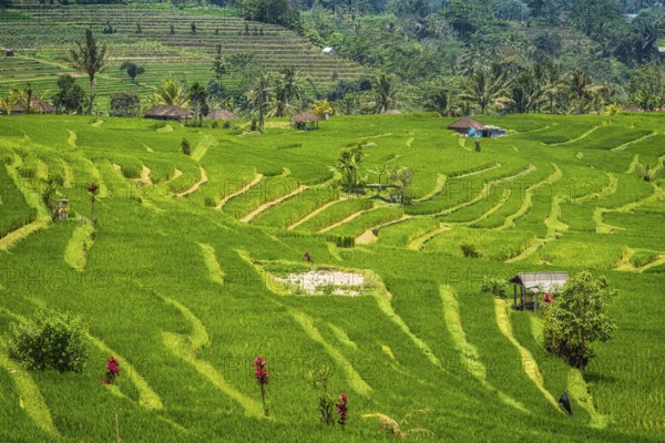 Jatiluwih, rice terrace, rice, agribusiness, agriculture, export, tourism, travel, landscape,