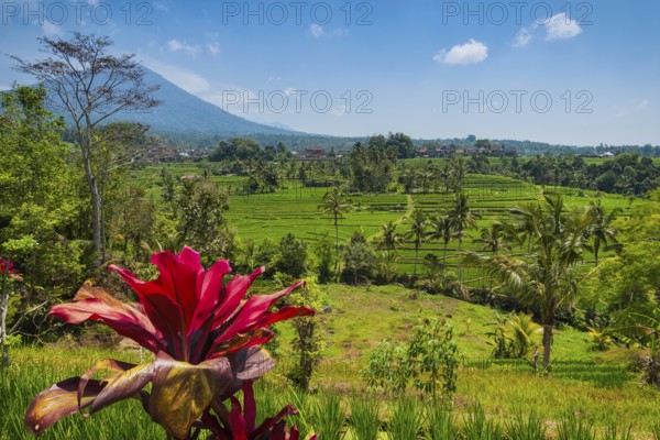 Jatiluwih, rice terrace, rice, agriculture, agriculture, club lily (Cordyline fructosia), tropical