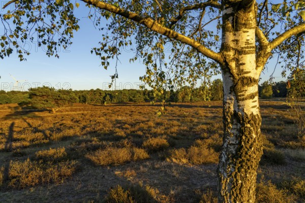 Westruper Heide, in the Hohe Mark Westmünsterland nature park Park, near Haltern am See, heather