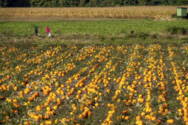 Pumpkin field, ripe pumpkins, shortly in front of harvest, near Neuss, North Rhine-Westphalia,