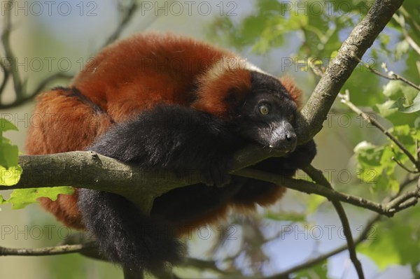 Red Vari (Varecia rubra, Varecia variegata rubra), captive, native to Madagascar