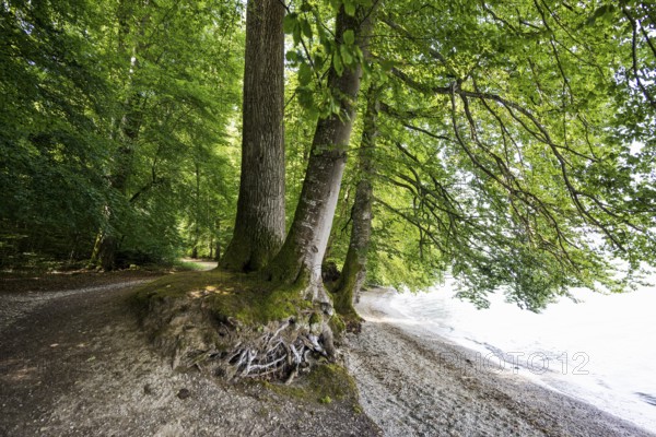 Hiking trail on the lakeshore, near Bodman, Lake Constance, Baden-Württemberg, Germany, Europe