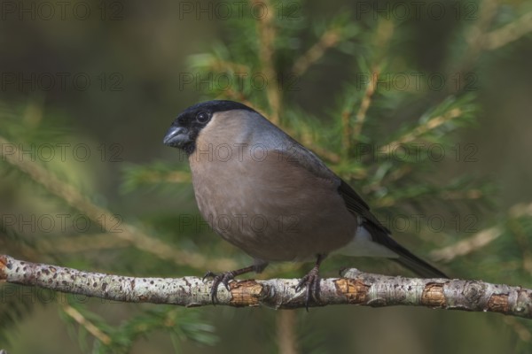 Bullfinch (Pyrrhula pyrrhula) female on a dry branch, Baden-Württemberg, Germany, Europe