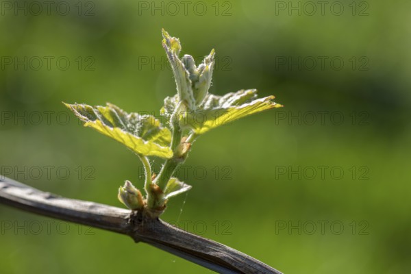Young leaves of a grapevine in spring, viticulture, budding, shoots, vines, Baden-Württemberg,