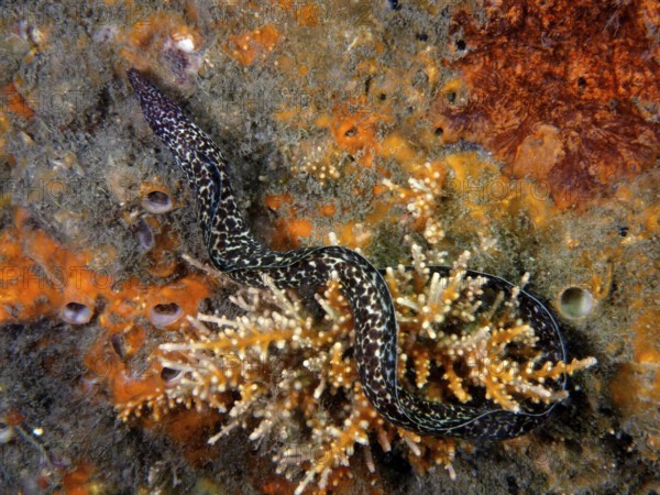 Spotted moray (Gymnothorax moringa), dive site Blue Heron Bridge, Phil Foster Park, Riviera Beach,