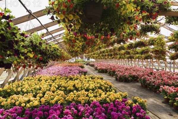 Yellow and red flowers in hanging baskets plus purple, yellow, mauve, orange and red Dahlias in