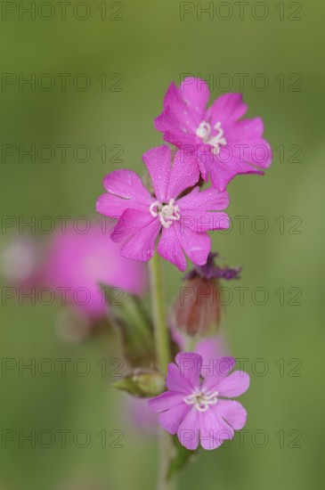 Red campion (Silene dioica), flowers, North Rhine-Westphalia, Germany, Europe