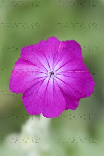 Crown carnation (Lychnis coronaria), flower, ornamental plant, North Rhine-Westphalia, Germany,