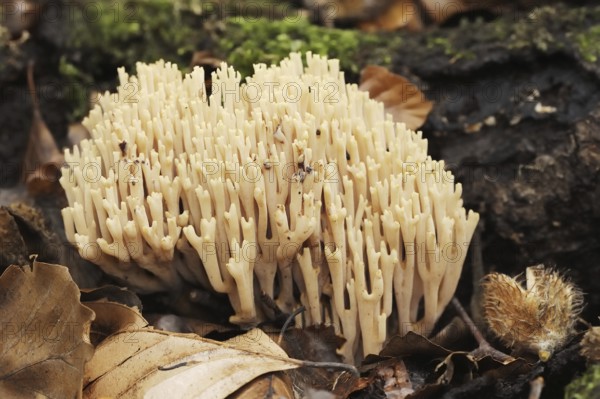 Tricoloured coral or beautiful coral (Ramaria formosa), North Rhine-Westphalia, Germany, Europe