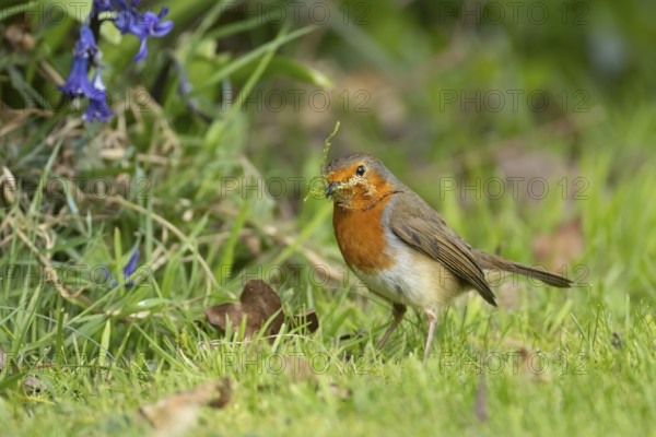 European robin (Erithacus rubecula) adult bird in a garden collecting nesting material in its beak