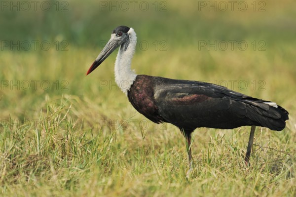 Woolly-necked stork or Asian woolly-necked stork (Ciconia episcopus episcopus), Keoladeo Ghana