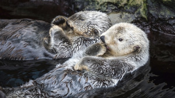 Zwei Seeotter treiben entspannt im Wasser, während sie liebevoll interagieren, Enhydra Lutris,