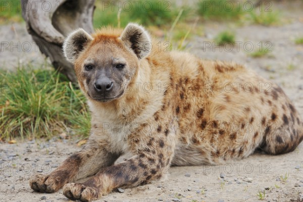 Spotted hyena or spotted hyena (Crocuta crocuta), captive, occurring in Africa