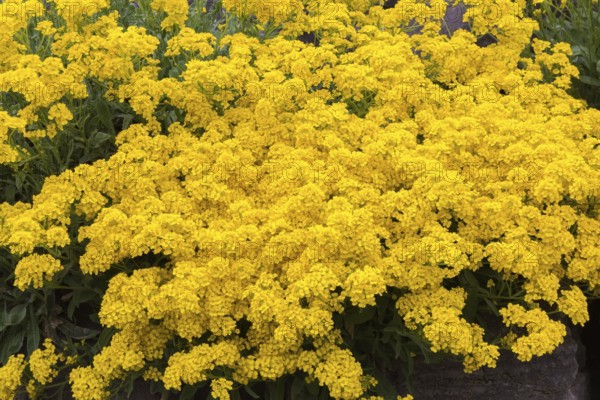 Yellow flowering Aurinia saxatilis, Basket of Gold in spring, Quebec, Canada, North America