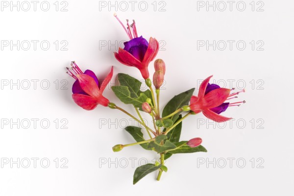 Close-up of fuchsia flowers in purple and red on a white background